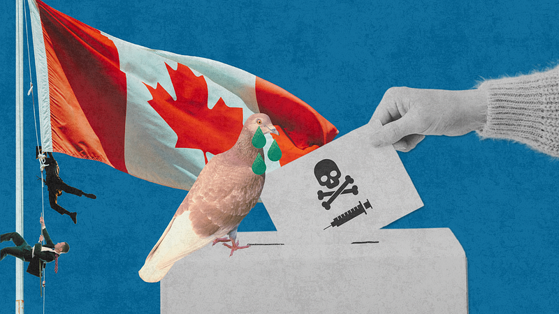 illustration of canadian flag behind a ballot box with a crying pigeon and a ballot with a skull and crossbones on it